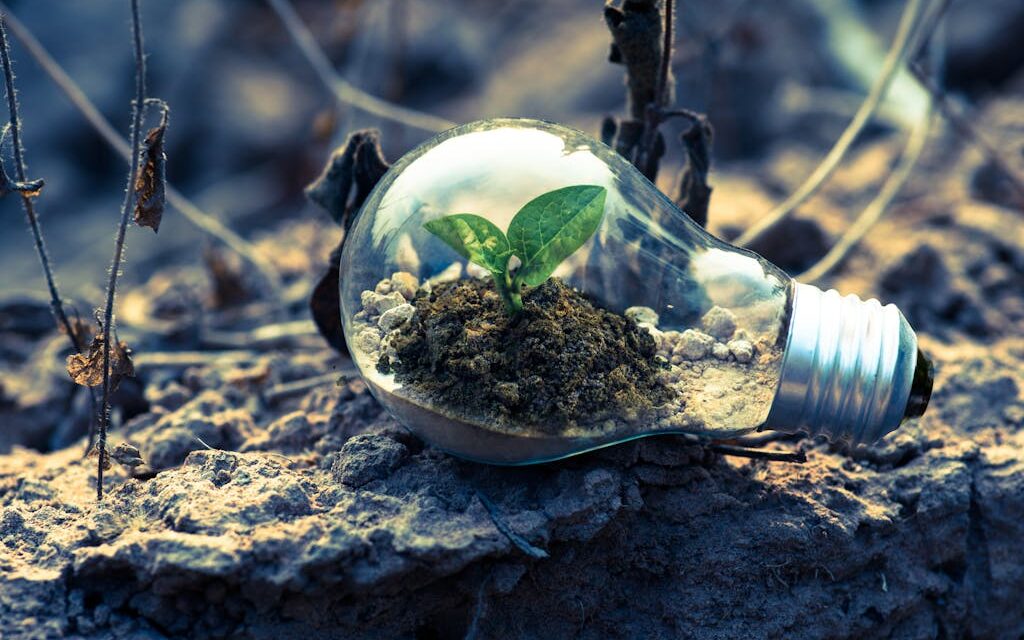 Clear Light Bulb Planter on Gray Rock