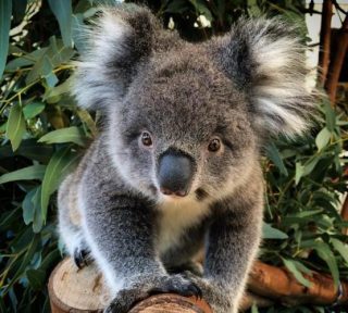 Caversham Wildlife Park flag