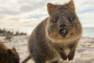 Rottnest Island flag