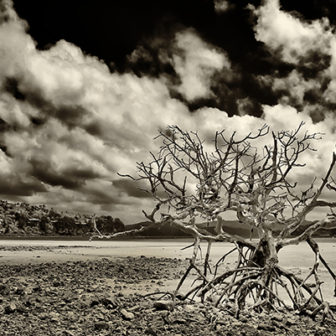 Dead Mangrove on the beach on Hamilton Island