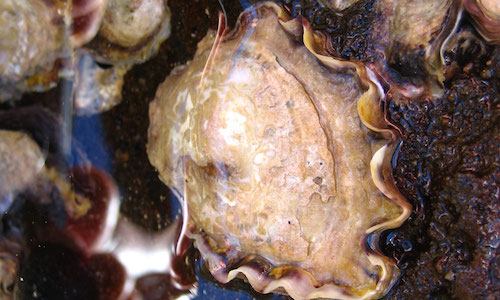 Oyster