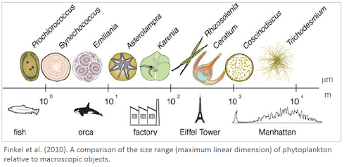 Phytoplankton Functional Types