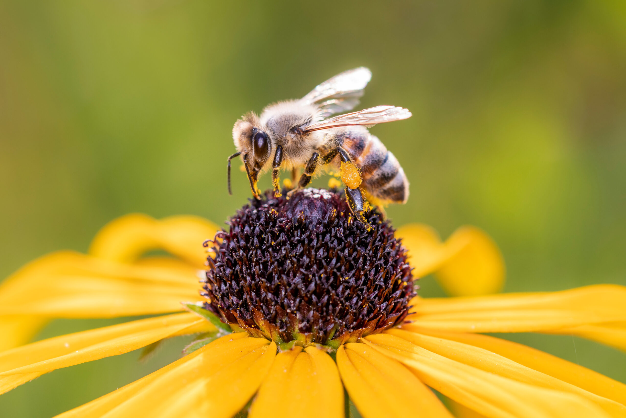 Bee - Apis mellifera - pollinates a blossom of the orange coneflower - Rudbeckia fulgida